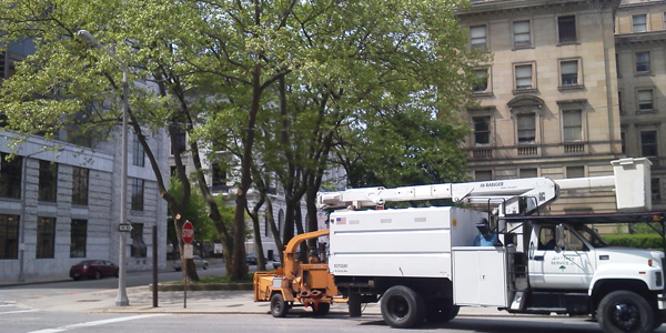 Tree Trim East 6th & Rockwell