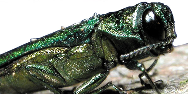 Emerald Ash Borer