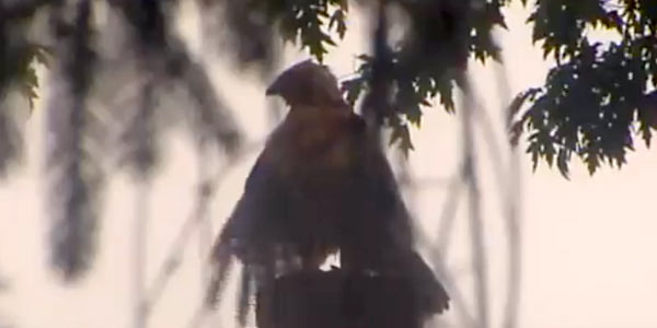 Momma Hawk