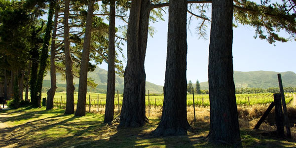 Shady Trees of Cape Town