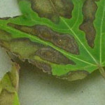 Maple Blighted by Anthracnose